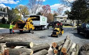 University Place, WA Tree Removal Company