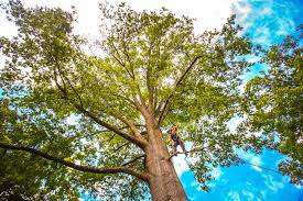 Best Soil Testing and Treatment  in University Place, WA