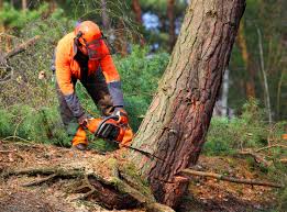 Best Commercial Tree Services  in University Place, WA