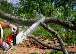 Best Tree Health Inspection  in University Place, WA