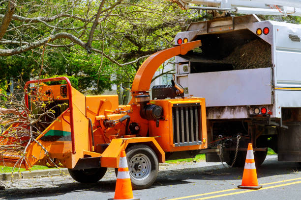 Best Root Management and Removal  in University Place, WA